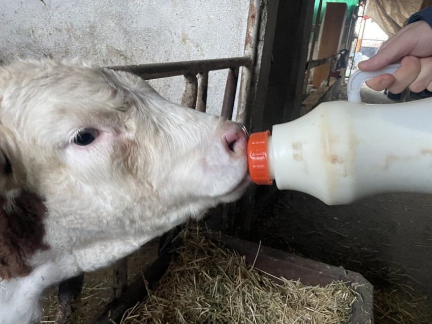 TÜSEDAD Başkanı Müslüm Doğru: Üreticiler süt fiyatında güncelleme istiyor - Resim : 1