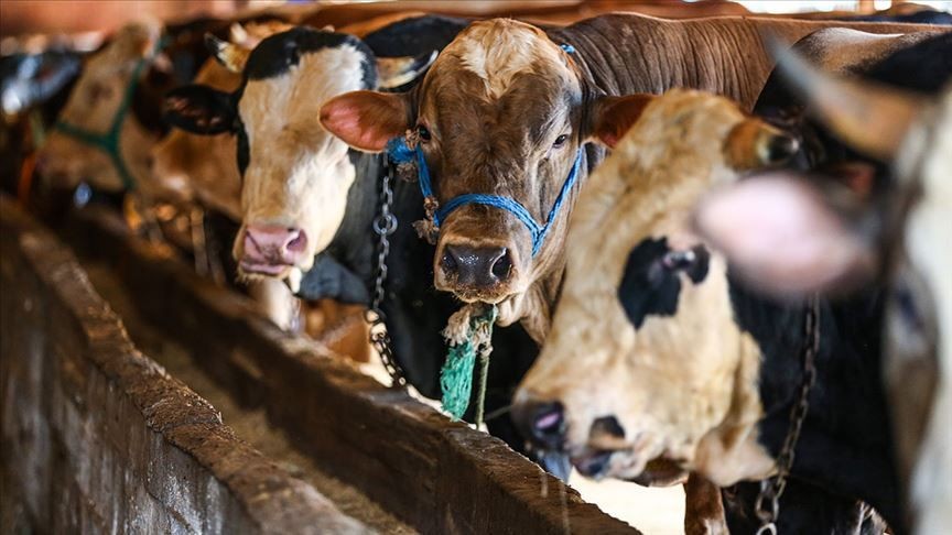 Bayrama sayılı günler kaldı, kurbanlıklar satışa çıktı: Fiyatlar ne durumda? - Sayfa 6