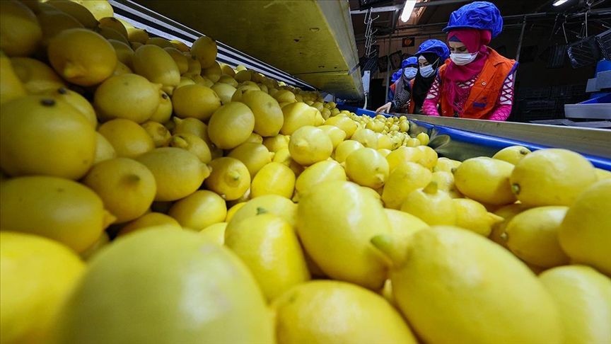 Limon kullanırken yapılan hata; Faydalı sanıyorduk zehir saçıyormuş - Sayfa 5