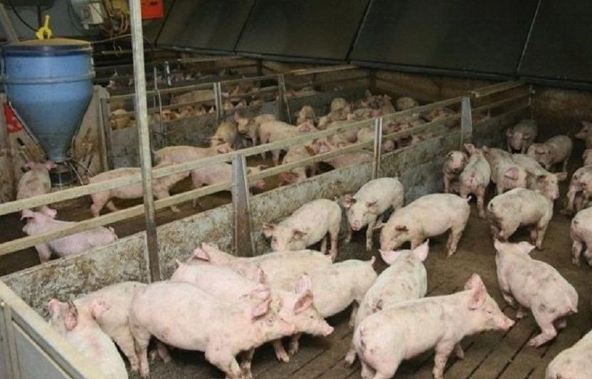 Çiftlik sahibi her şeyi anlattı: Yaban domuzu eti kullanıyorlar! - Sayfa 3