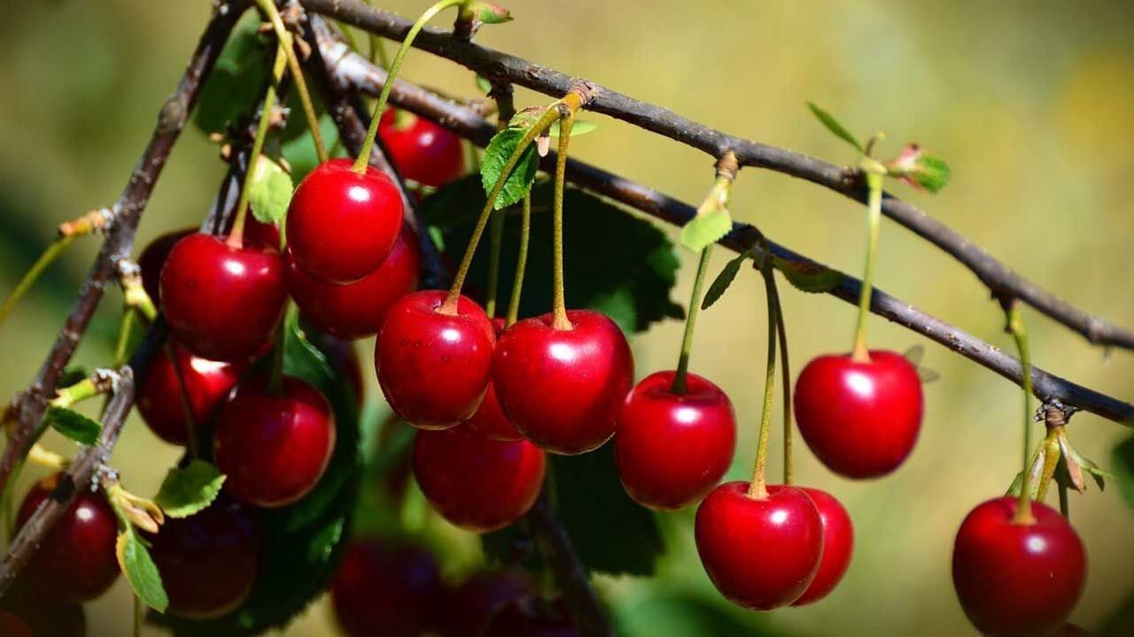 Güzel olan sadece tadı değil. Bu meyvenin faydalarını duyunca şaşıracaksınız! Tam bir vitamin deposu - Sayfa 3