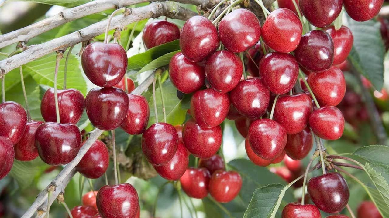 Güzel olan sadece tadı değil. Bu meyvenin faydalarını duyunca şaşıracaksınız! Tam bir vitamin deposu - Sayfa 4