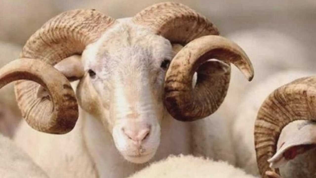 2025 Kurban Bayramı: Ne zaman ve kaç gün tatil; Diyanet bayram takvimi - Sayfa 2
