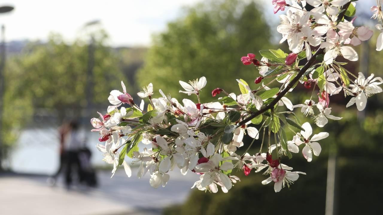 Baharın müjdecisi ilk cemre bugün havaya düştü