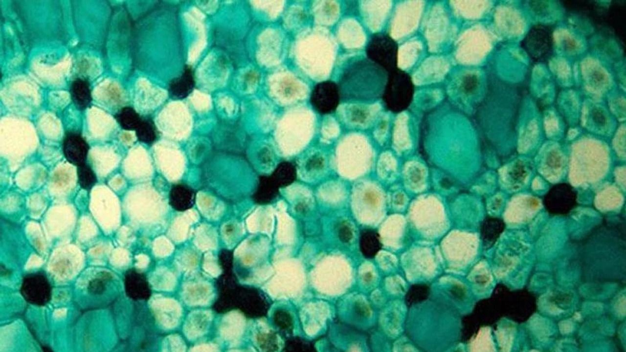 Japon bilim insanları araştırdı! Yaşlanmaya meydan okuyan protein keşfedildi - Sayfa 3