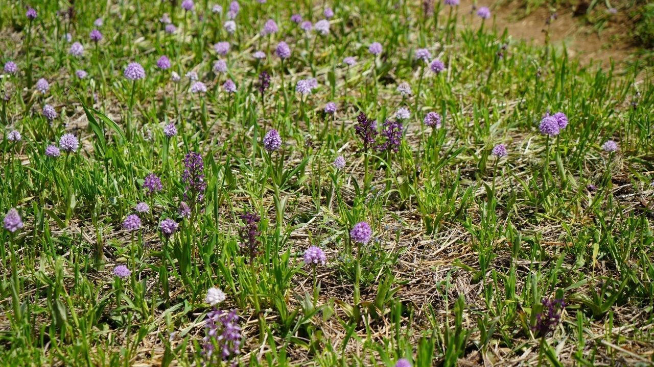 Kilosu altınla yarışıyor! Milyonluk salep hasadı başladı - Sayfa 3