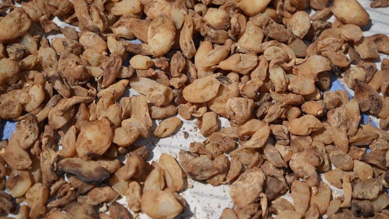 Kilosu altınla yarışıyor! Milyonluk salep hasadı başladı - Sayfa 1
