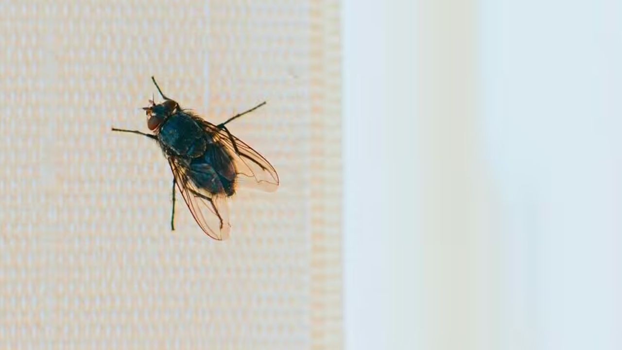 Sineklerin korkulu rüyası! Kimyasala gerek yok; evin etrafına bir kez sıkın, asla yaklaşmıyorlar - Sayfa 1