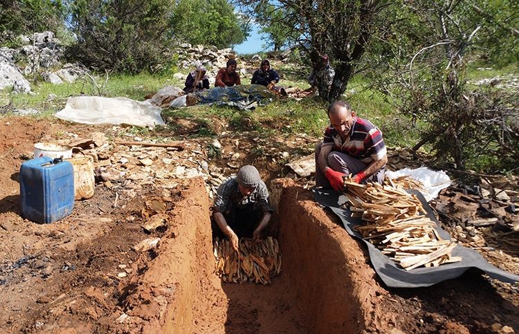 Antalya'nın Akseki ilçesinde geleneksel yöntemlerle sedir katran yağı üretiliyor - Sayfa 2