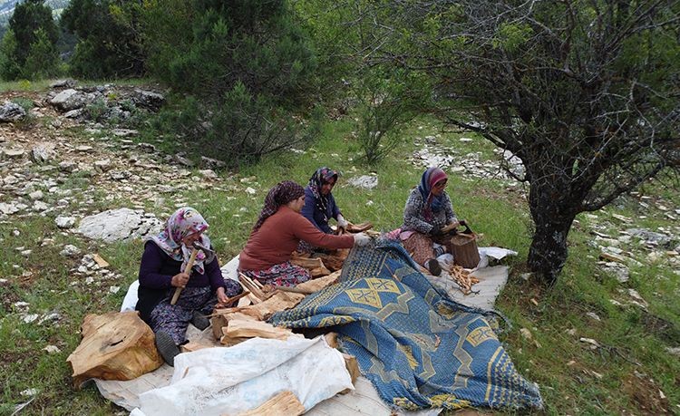 Antalya'nın Akseki ilçesinde geleneksel yöntemlerle sedir katran yağı üretiliyor - Sayfa 3