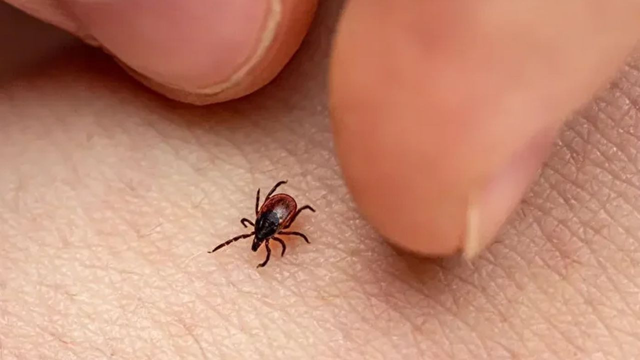 Kenelerin en çok tercih ettiği kan grubu... Profesör "Bu grubu daha çok ısırıyor" diyerek açıkladı - Sayfa 10