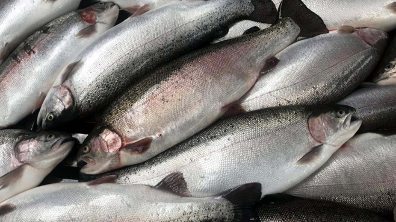 Doğu Karadeniz'in somon ihracatı 81,5 milyon doları aştı