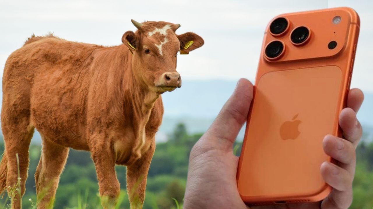 Hayvancılıkla uğraşan çiftin iPhone 17 ve inek fiyatı karşılaştırması viral oldu!