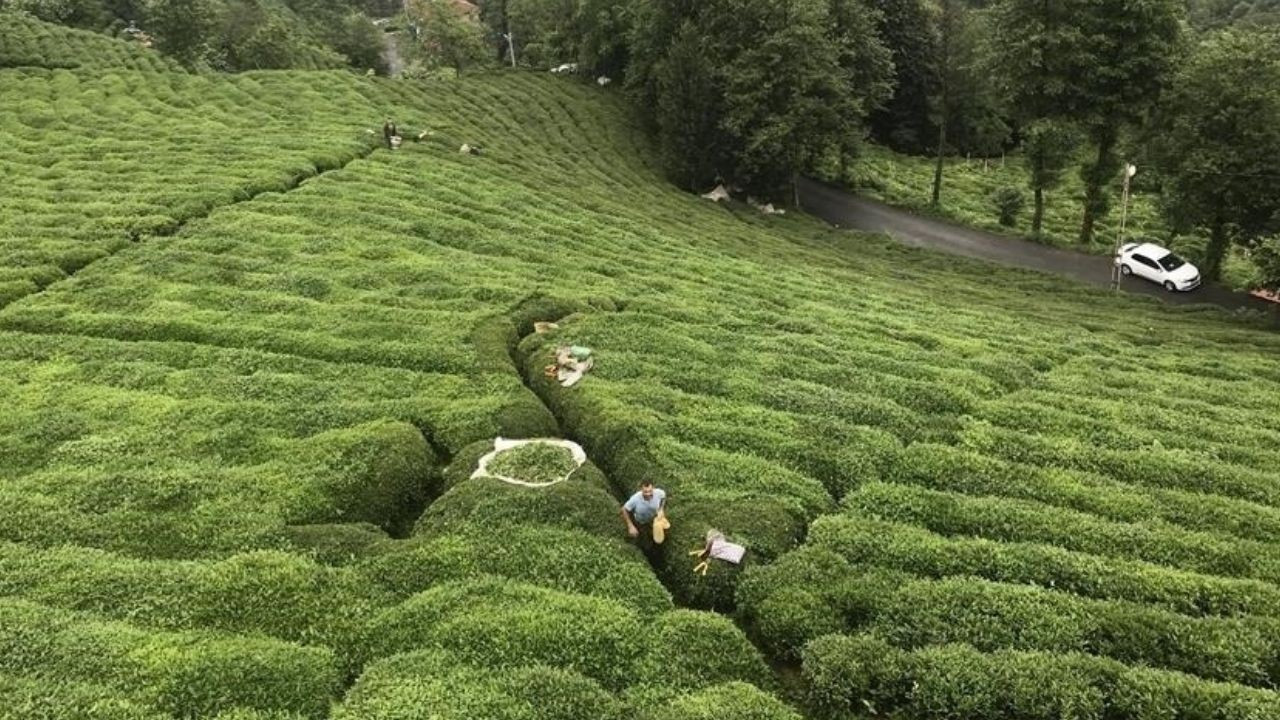 ÇAYKUR’da 150 geçici işçiye sözleşmeli kadro imkanı: İşte aranan şartlar