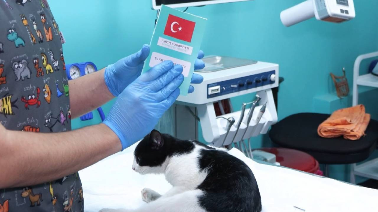 Evcil hayvanlara çip taktırmak için son gün 31 Aralık