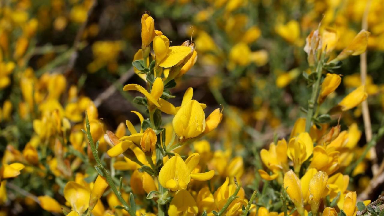 Toroslar’da yeni bir bitki türü keşfedildi: Dünyada sadece orada yetişiyor