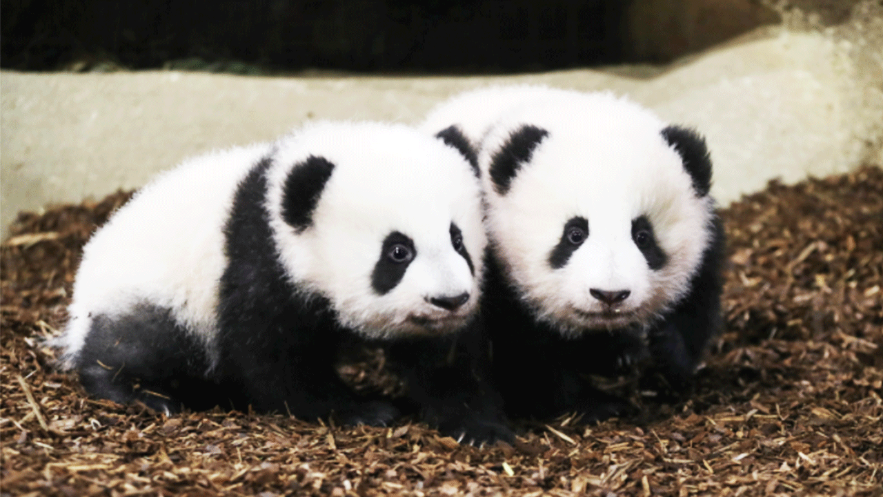 50 yıl sonra Japonya pandasız kalıyor