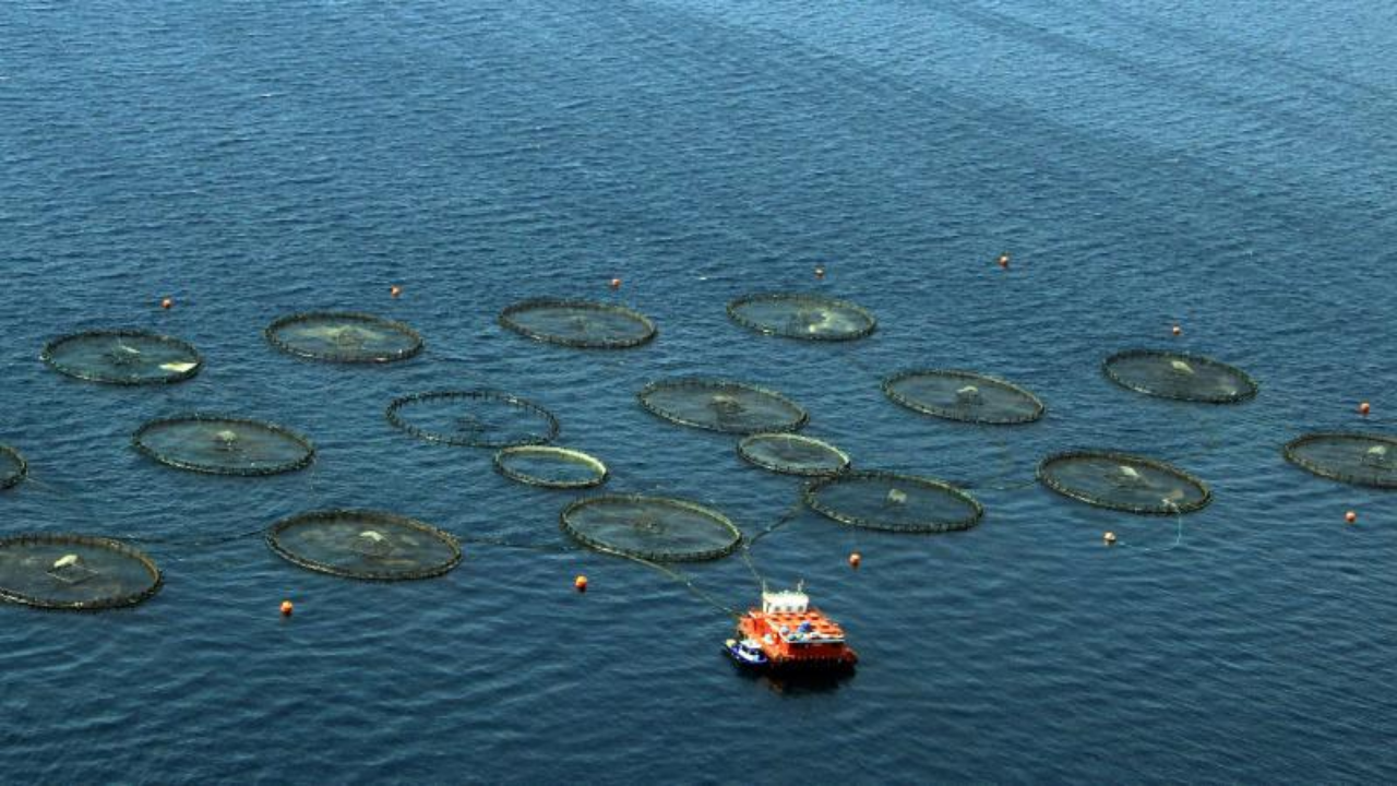Türkiye, Akdeniz ve Karadeniz balıkçılığında lider konumda