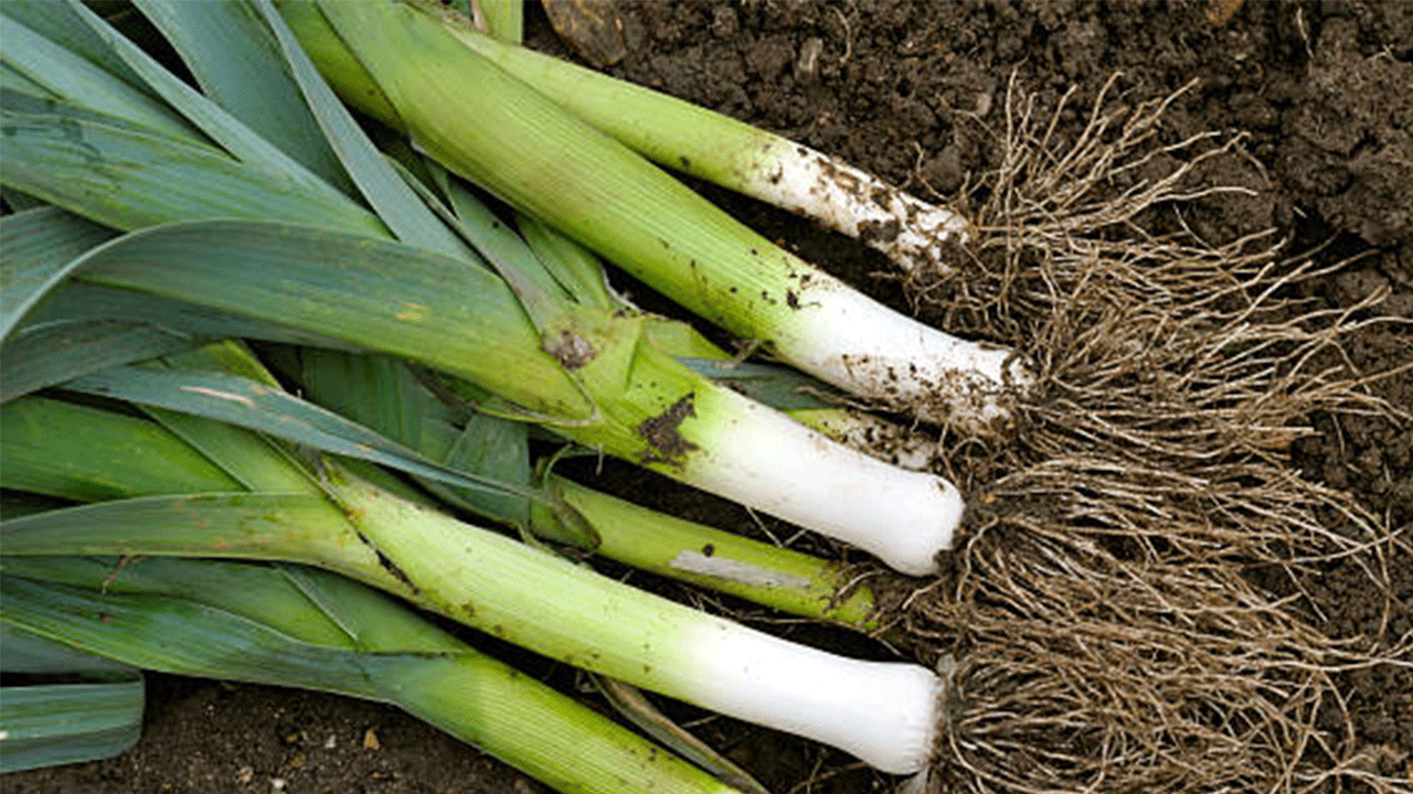 Kozan’da pırasa hasadı başladı: Kilo fiyatı 20-22 TL arasında!