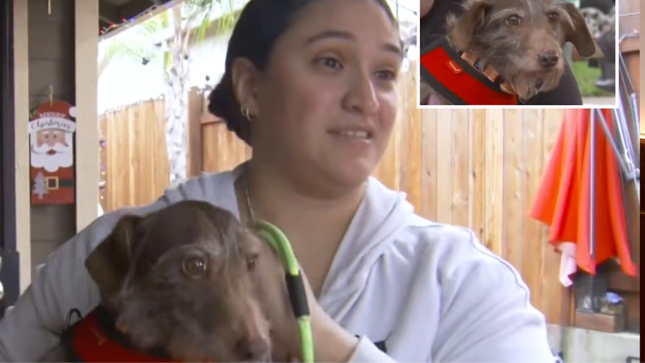 ABD'de kaybolan köpek beş yıl sonra evinden 3 bin 700 kilometre uzaklıkta bulundu