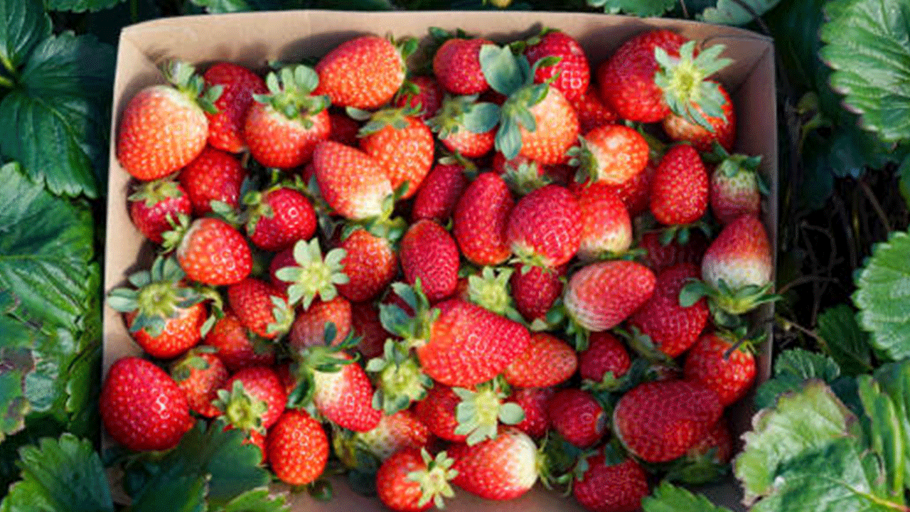 Kış ortasında çilek bereketi: Kilosu 130 TL