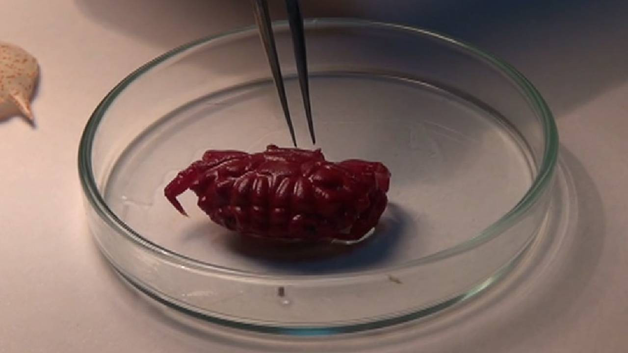 Türkiye kıyılarında ilk kez görüldü: '2 santimetre büyüklüğünde...'