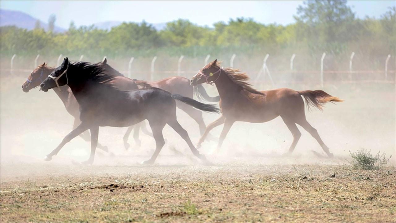TİGEM'den 'değeri 100 milyon lira olan yarış atları kayıp' iddialarına yalanlama