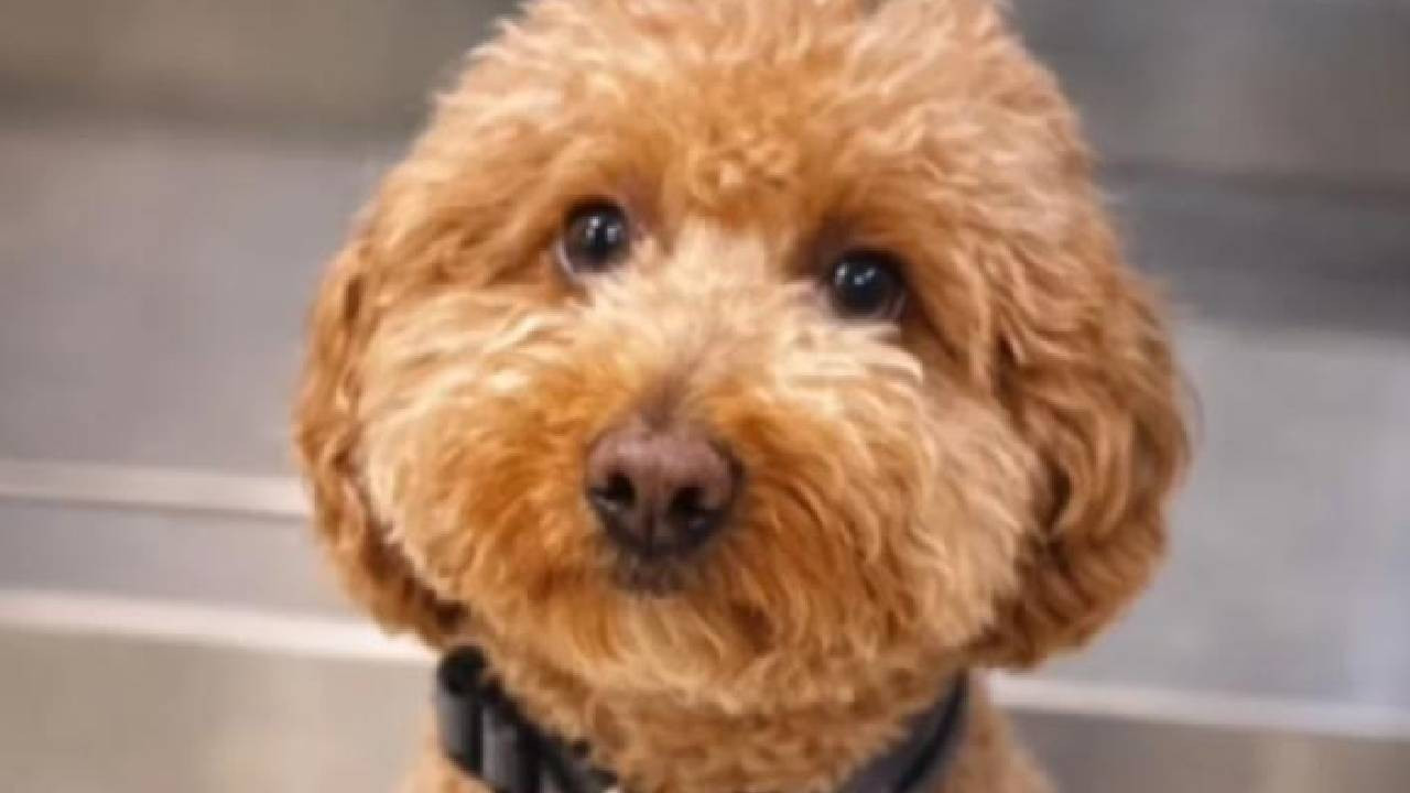 Uçağa binebilmek için köpeğini havaalanında terk etti, gözaltına alındı