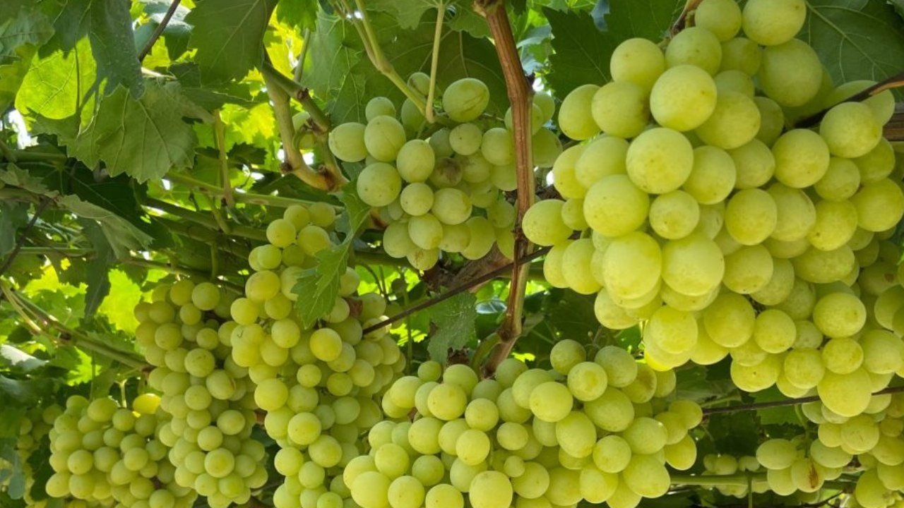 Dünyanın en büyük 20 üzüm üreticisi belli oldu! Türkiye'nin sıralaması herkesi şaşırttı