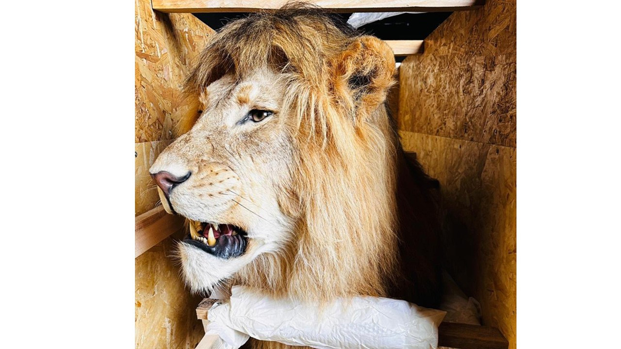 Tarım ve Orman Bakanlığı yaban hayvanı trofeleri bulunan 19 kargoya el koydu