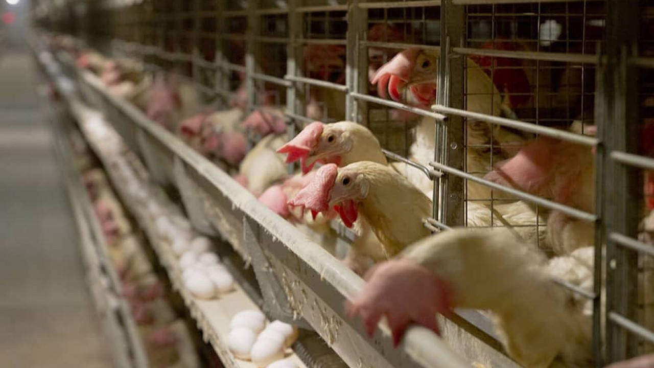 Önce kısıtlama sonra savaş, beyaz eti vurdu