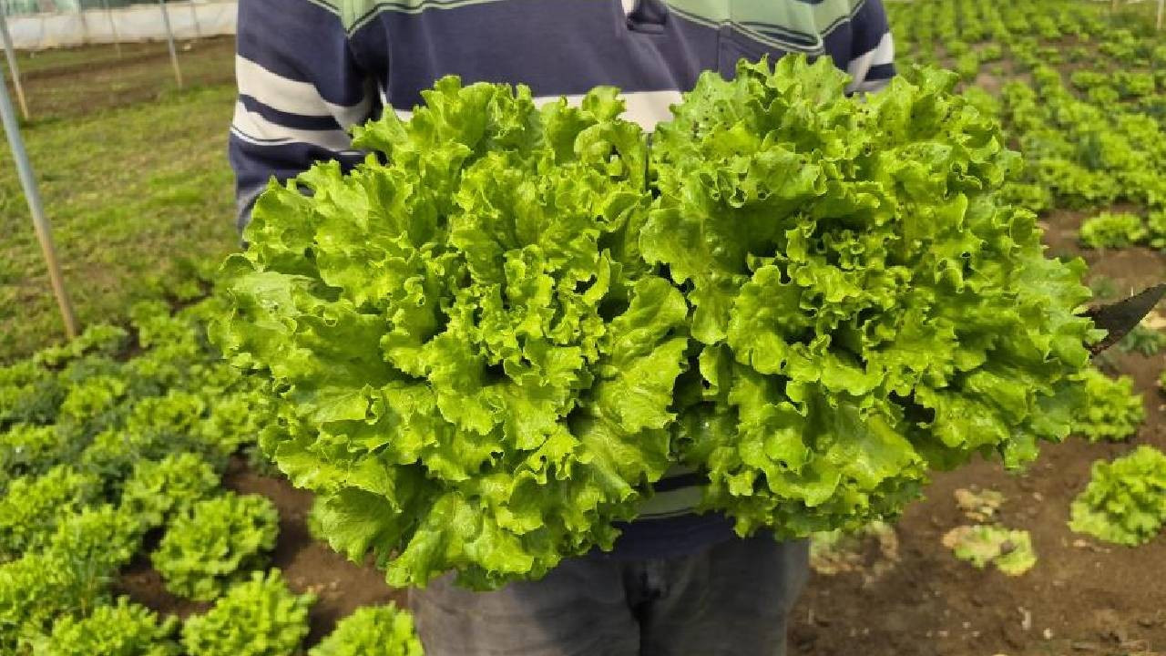 Tarlada 15, tezgahta 100 TL