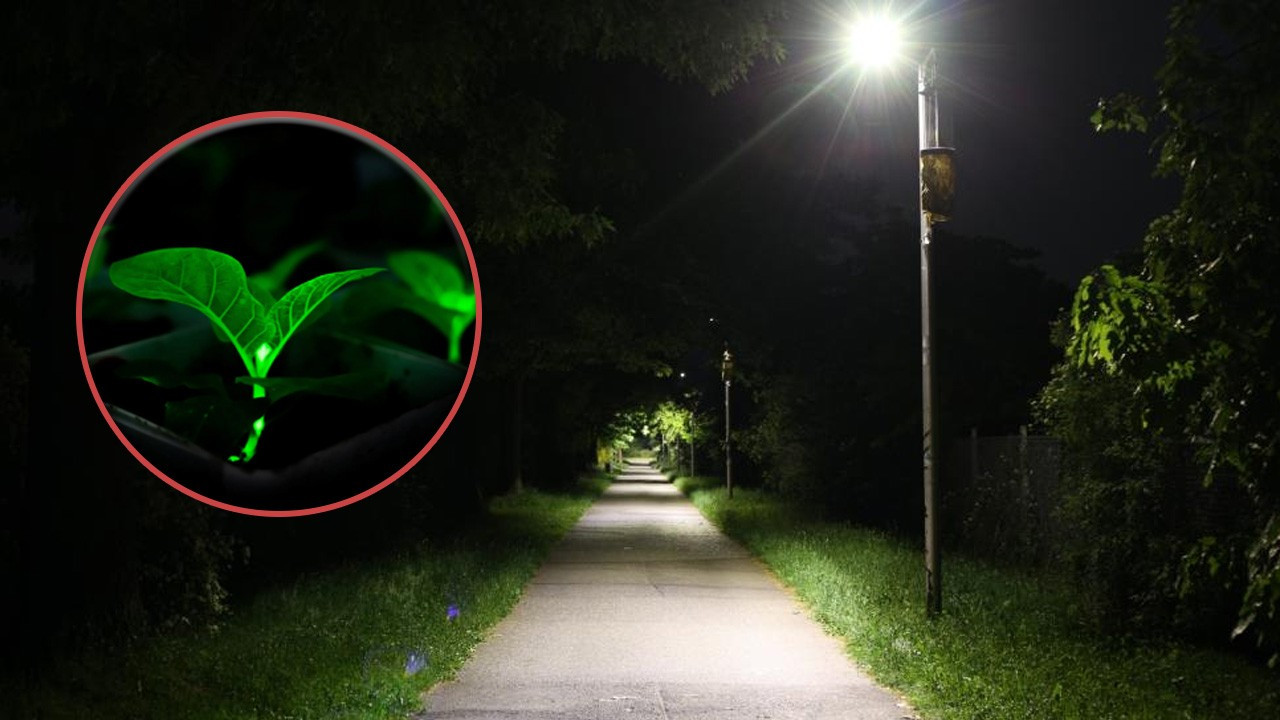 Sokak lambaları tarih olacak: Bilim insanları ateşböceği kullanarak geliştirdi; mükemmel görünecek