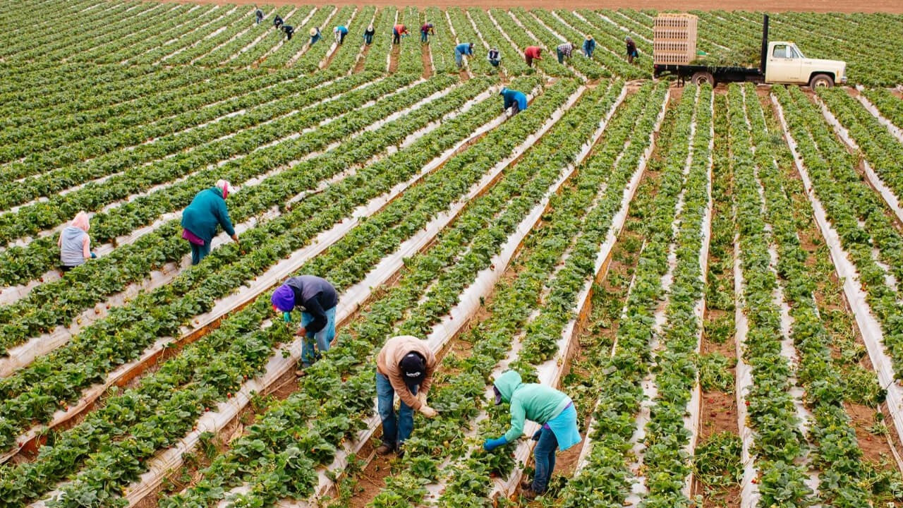 Kooperatiflerde sayı var güç yok!