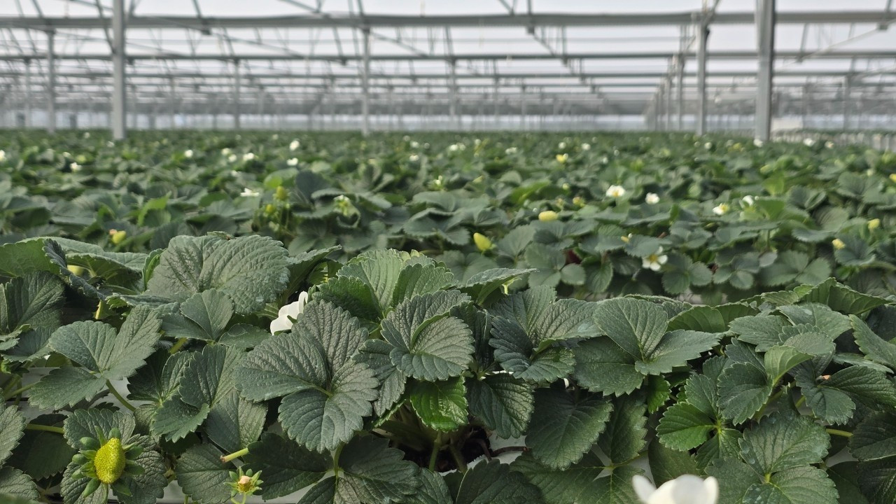 Topraksız sera yatırımı 2.5 milyar dolara ulaştı