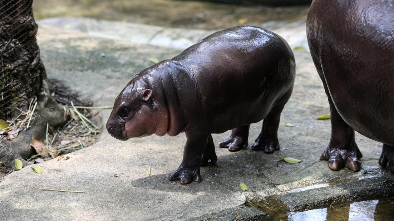 Pablo Escobar'ın ülkeye getirdiği su aygırları için öldürme kararı verildi