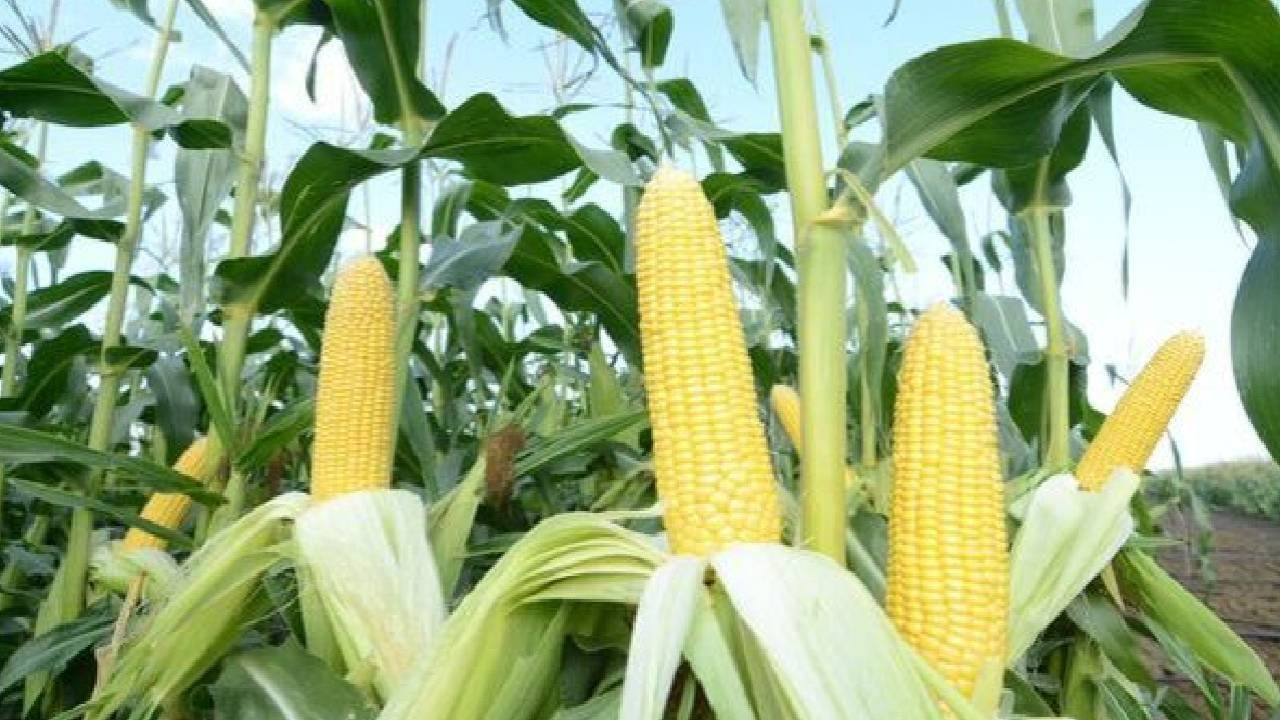 Mısır ithalatı için tarife kontenjanı açıldı