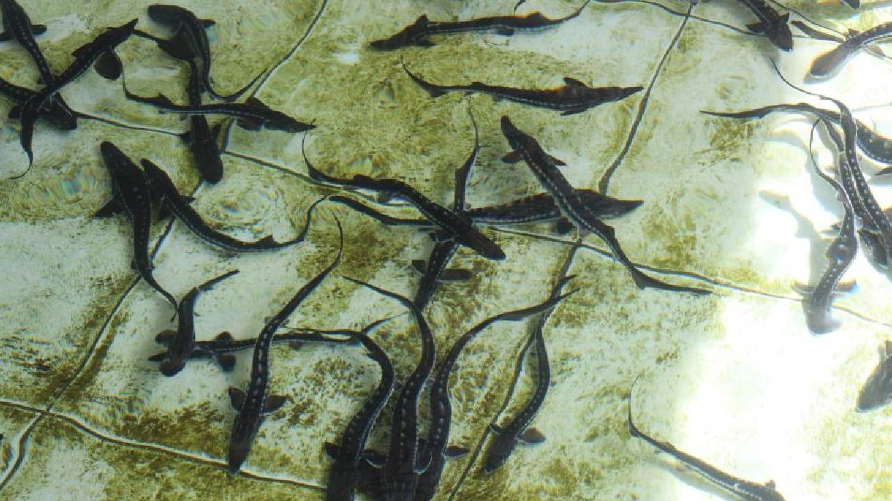 Bu balığın havyarı 'siyah inci', kilosu 2 bin dolar: 8 bini Karadeniz'e bırakılacak, çiple takip edilecek