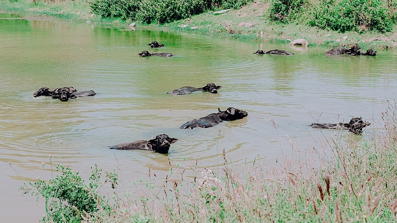 Mandaların izinde bir festival