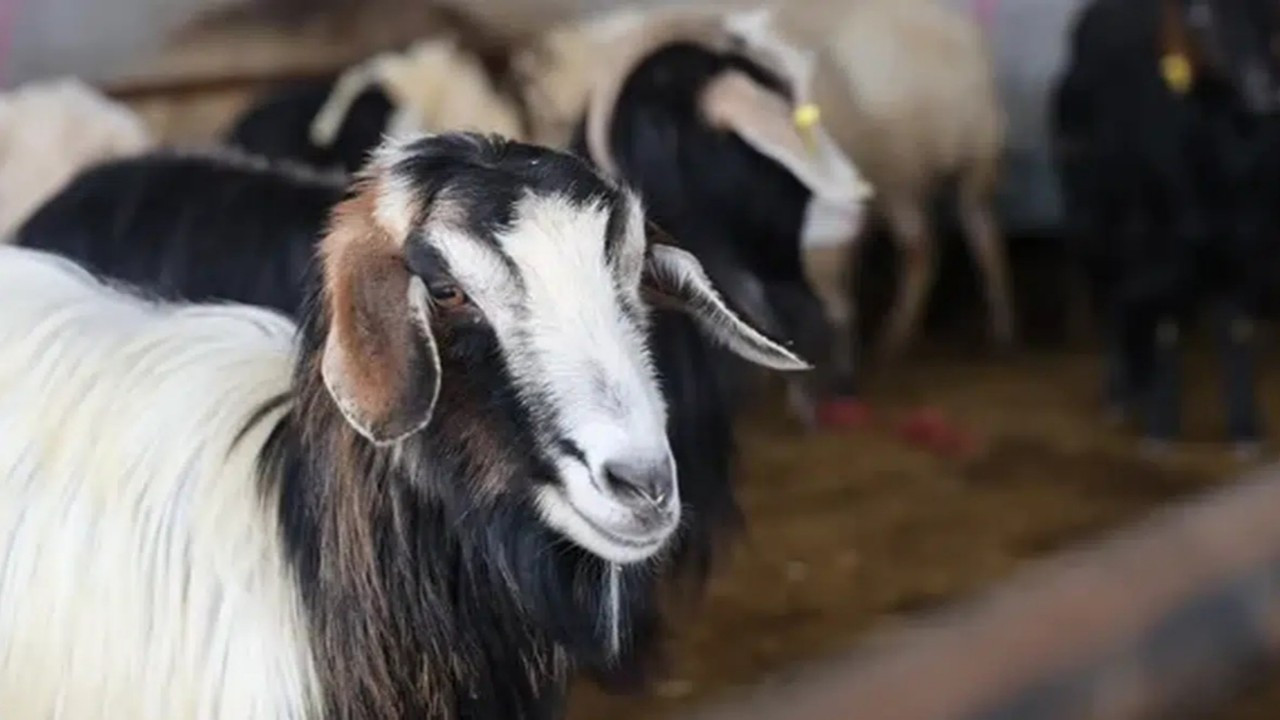 2026 vekaletle kurban kesim bedelleri açıklandı