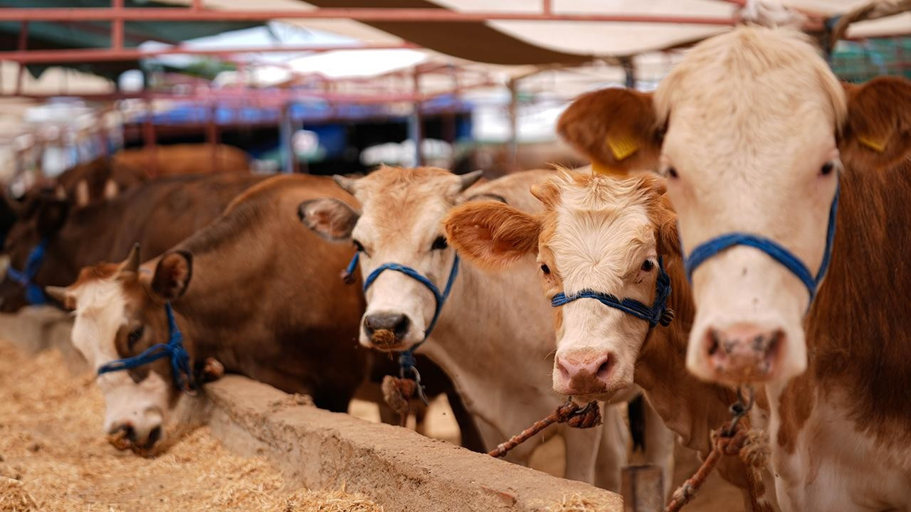 2026 kurbanlık fiyatları ne kadar? İşte büyükbaş ve küçükbaş kurbanlık fiyatları güncel liste