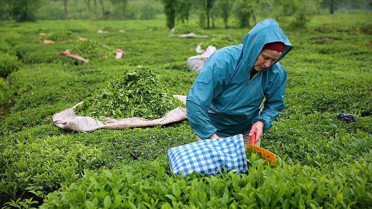 Yaş çay alım fiyatı açıklandı