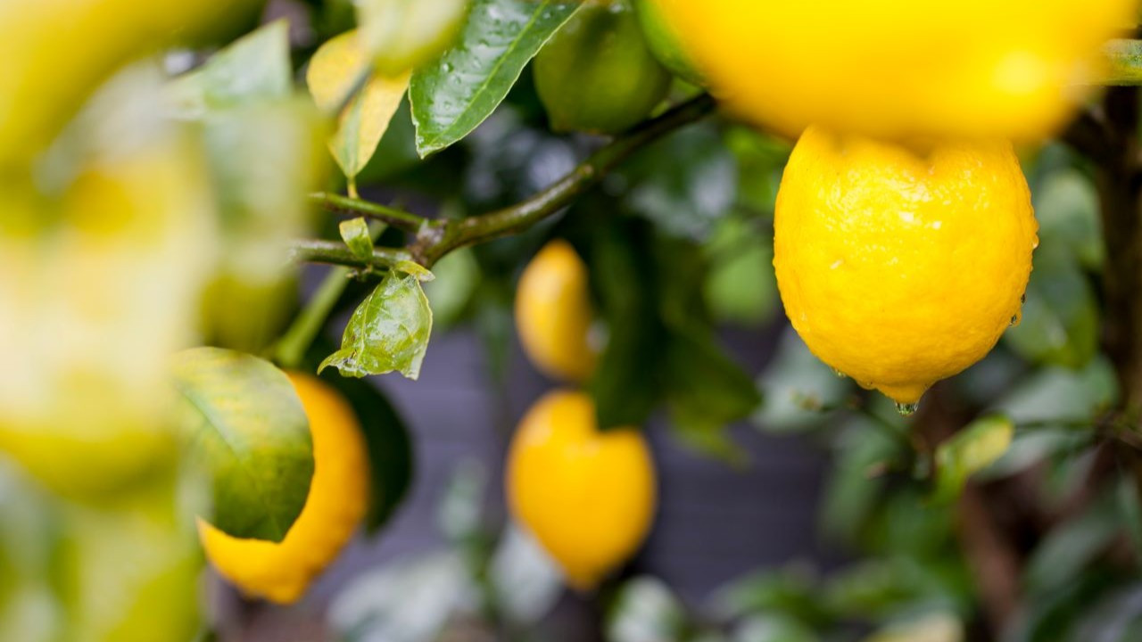 Limon ihracatı miktar bazında düşerken, döviz getirisi arttı