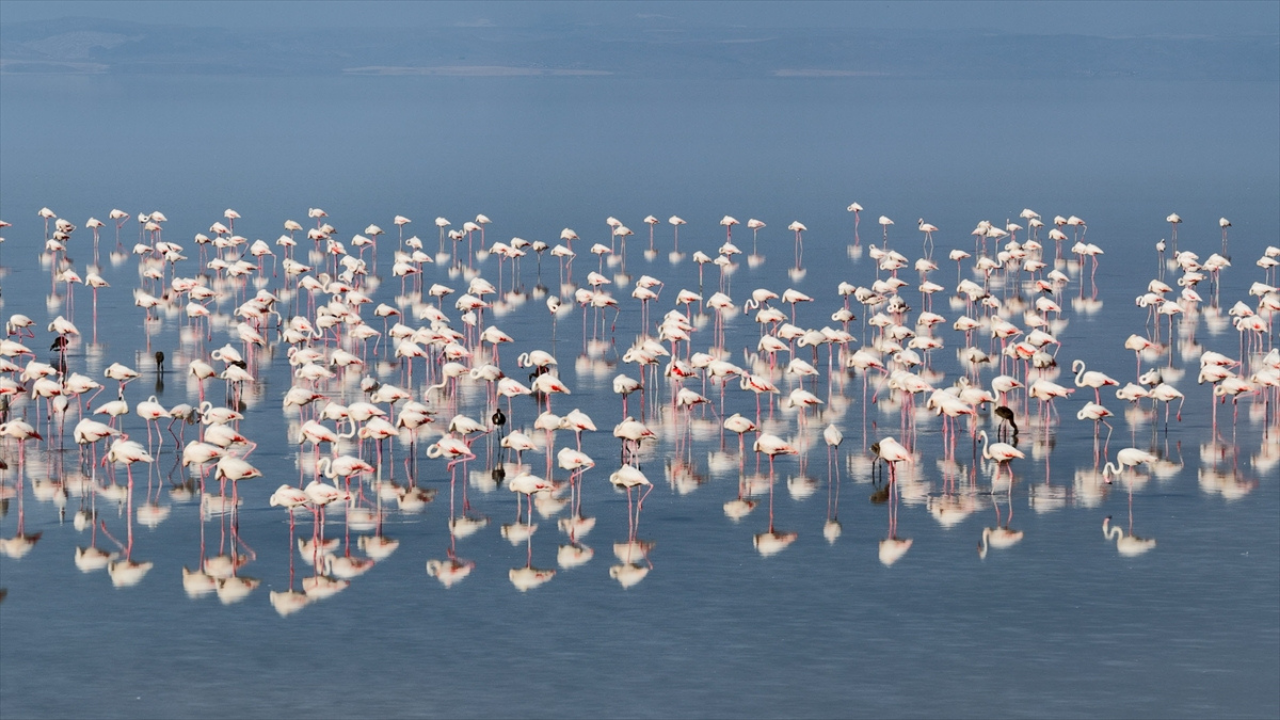 Tuz Gölü'nde son 5 yılın en yüksek flamingo yavrusu sayısına ulaşıldı