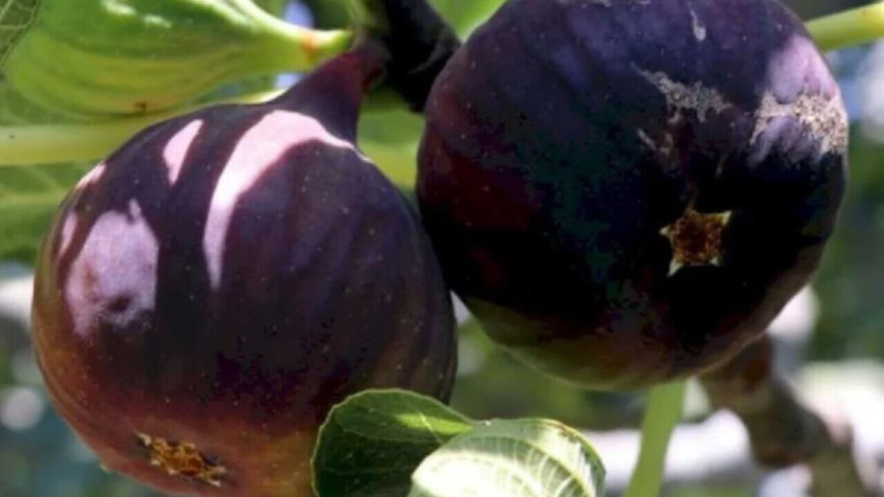 İncirde hasat ve ihracat tarihi belli oldu