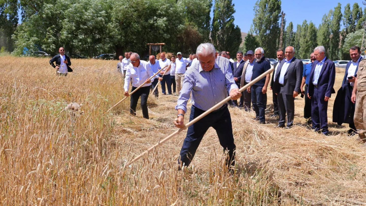 Binali Yıldırım Harman Şenliği'nde tırpan salladı