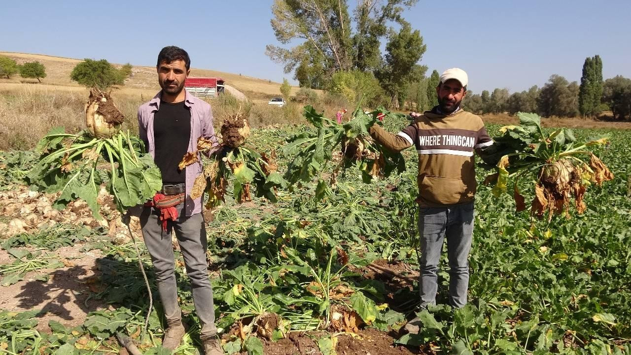 Şeker pancarı üreticilerine 991 milyon liralık bakım ödemesi yapıldı