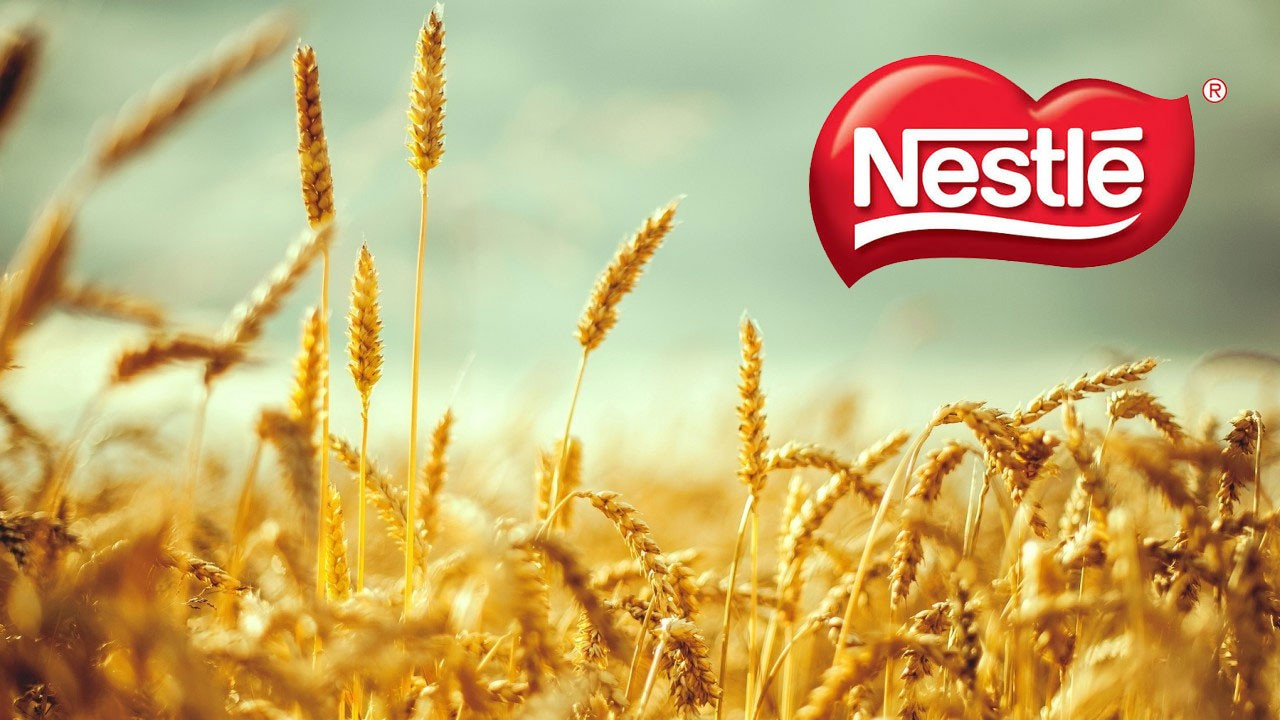Nestlé'den çikolatalarında, ‘özel buğday’