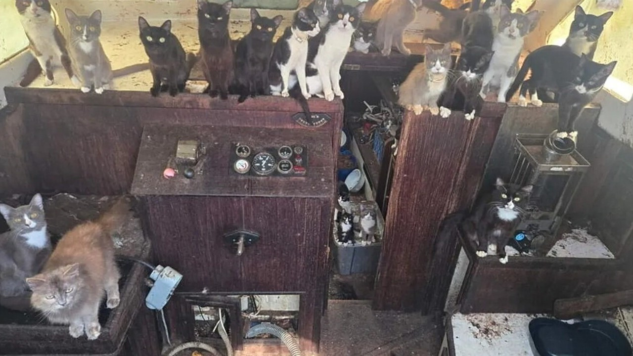 Polis denizde 'hayalet gemi' buldu: İçinden 30 kedi çıktı!