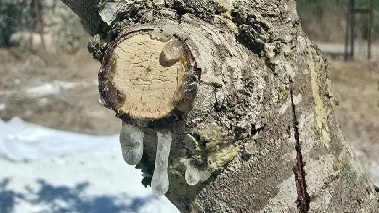 11 yıl beklediler, şimdi kilosu servet değerinde! İlk hasat başladı